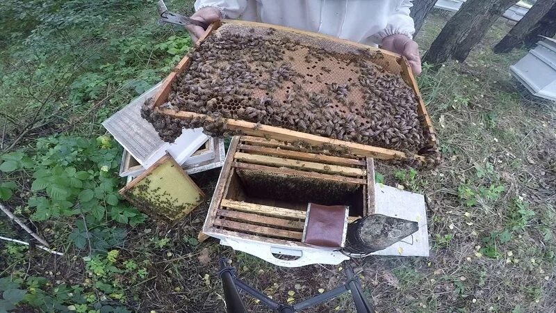 Зимовка пчелиный семье. Подготовка пасеки к зиме. Объединение пчелиных семей осенью. Подготовка пчел к зимовке. Подготовка ульев к зиме.