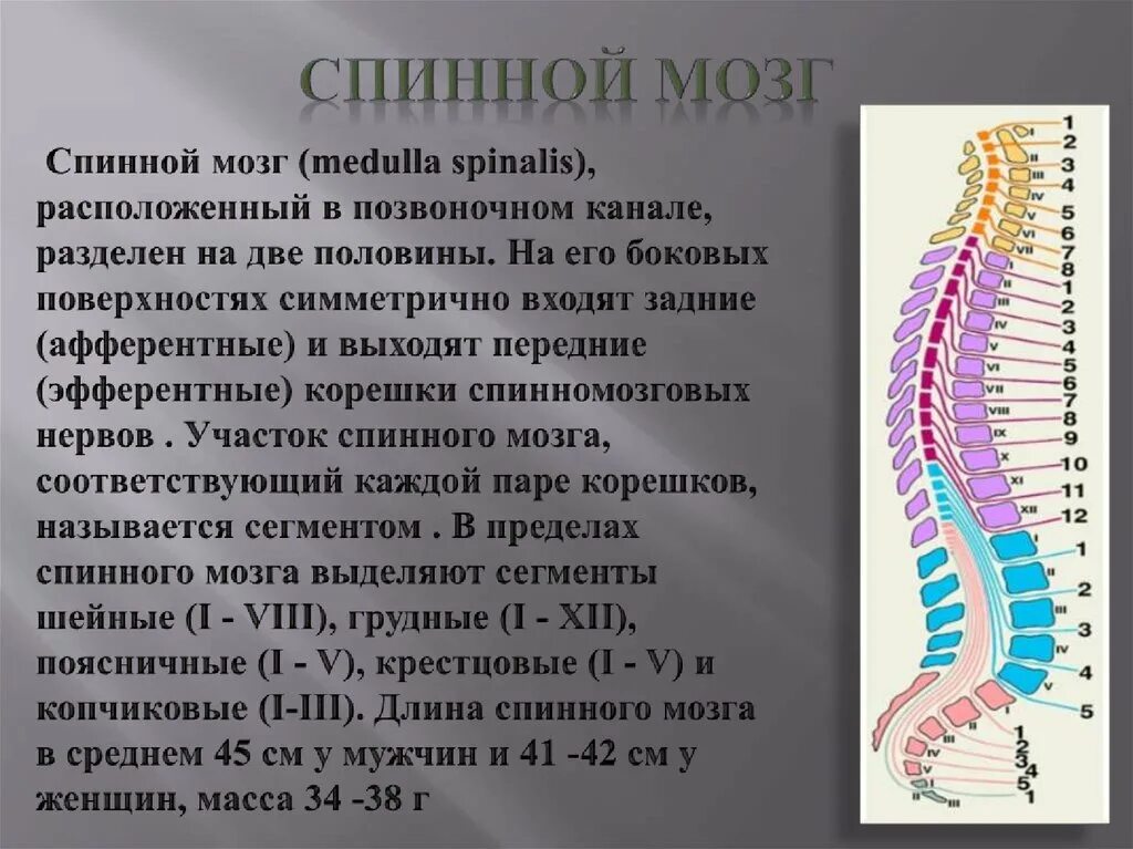 Участки спинного мозга. Спинной мозг. топография спинного мозга. границы спинного мозга. расположение спинного мозга человека.