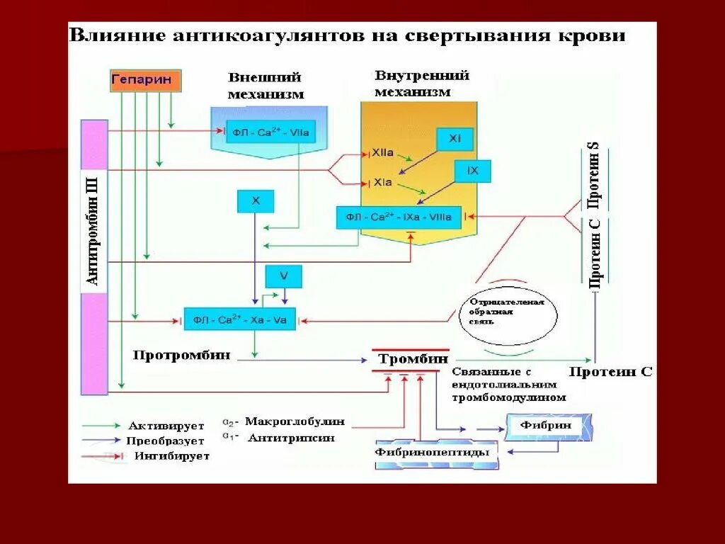 Свертывающая система крови схема. Система свертывания крови физиология. Схема свертывания крови физиология. Свертывающая и противосвертывающая системы крови физиология.