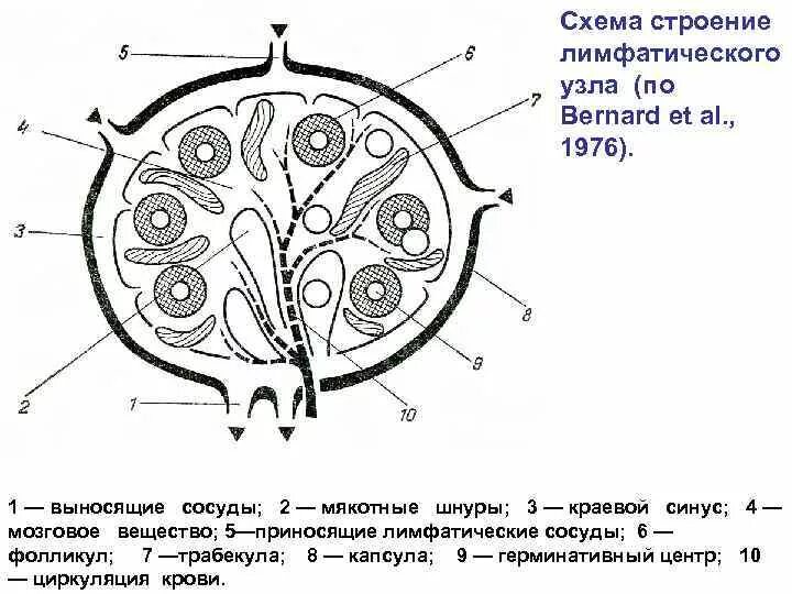 Лимфатический узел рисунок