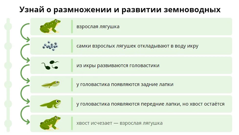 Половые клетки земноводных. Размножение земноводных кратко таблица. Стадия развития размножение земноводных. Размножение земноводных кратко. Размножение и развитие земноводных 3 класс.