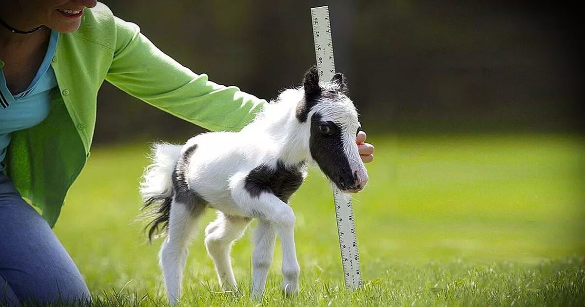 Наименьшая лошадь в мире. Маленькие лошадки. Самая маленькая лошадь Эйнштейн. Самые маленькие лошади в мире. Самая маленькая лошадка в мире.