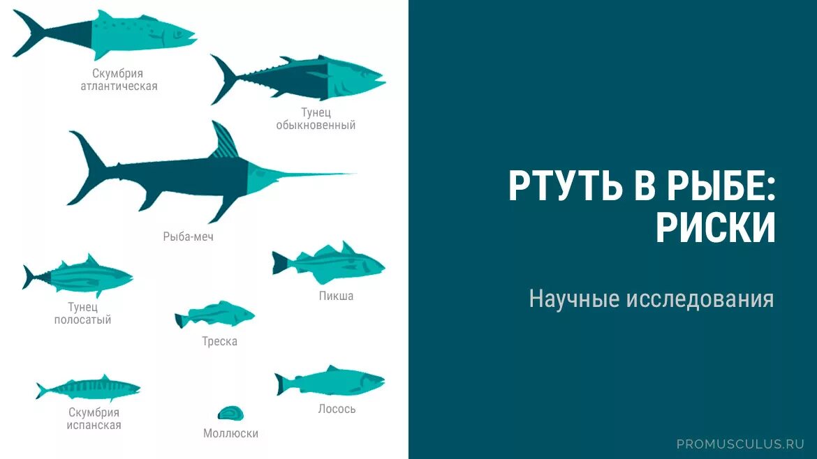 Тунец ртуть. Рыба без ртути. Ртуть в рыбе. Тяжелые металлы в рыбе. Содержание ртути в рыбе.