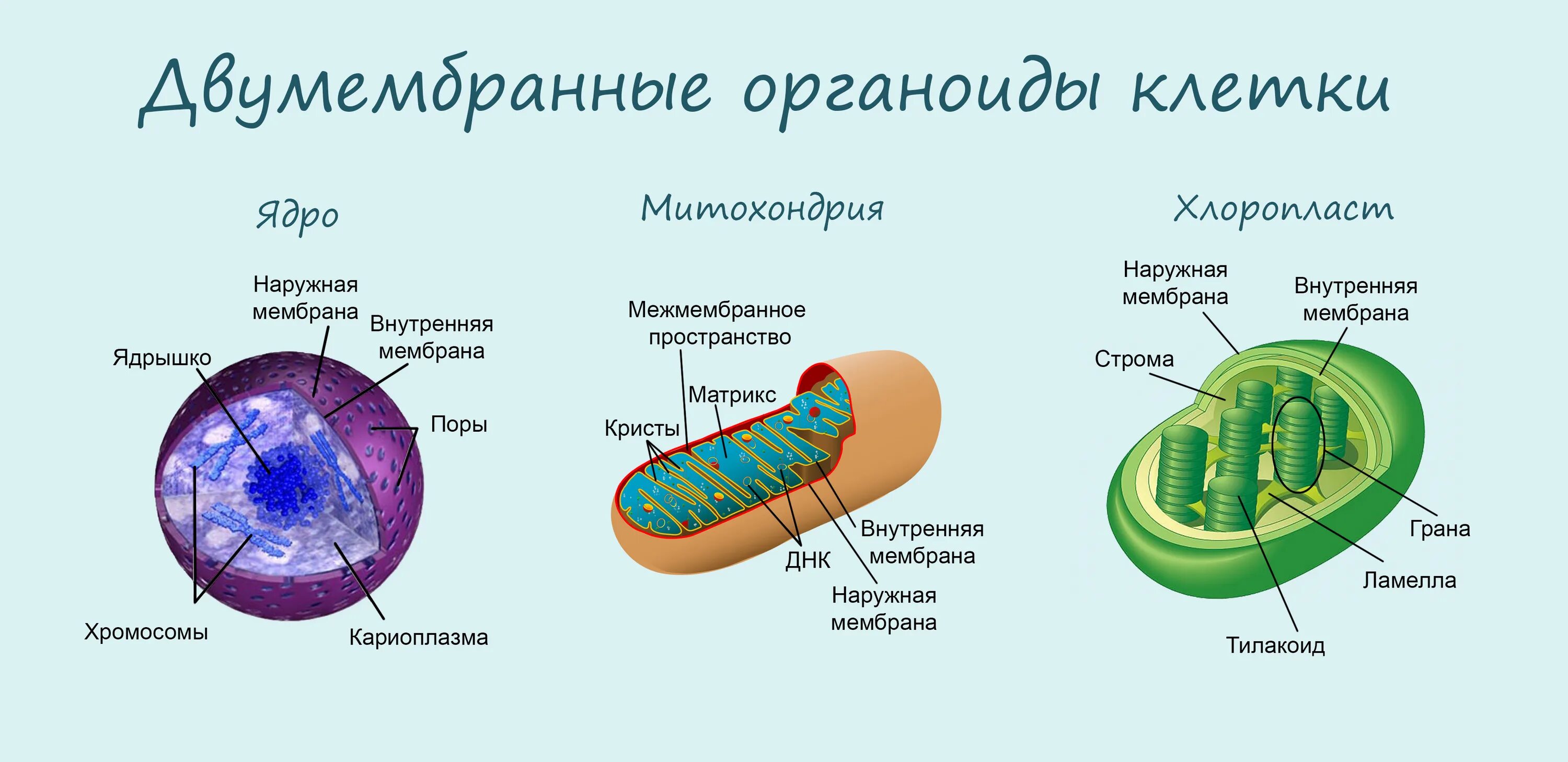 Органоиды митохондрии строение. Строение мембраны органоидов клетки. Двумембранные органоиды ядро митохондрии. Двумембранные органоиды ядро хлоропласт. Мембрана митохондрий.