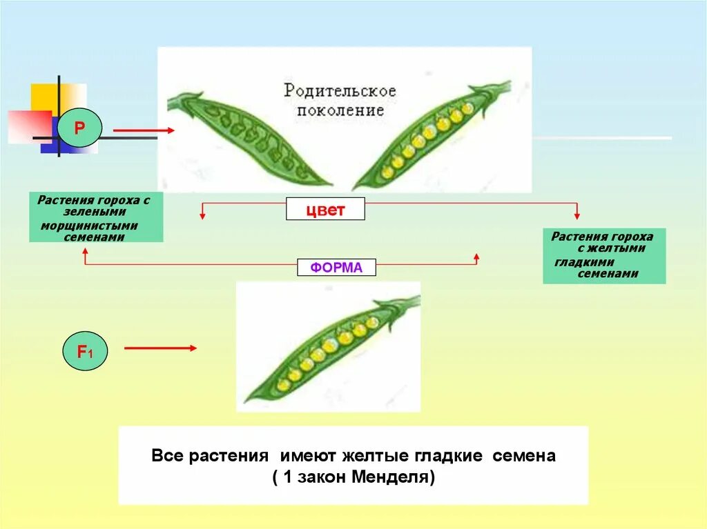 Форма гороха. Родительское поколение горох. Горох Менделя. Желтый горох Мендель.