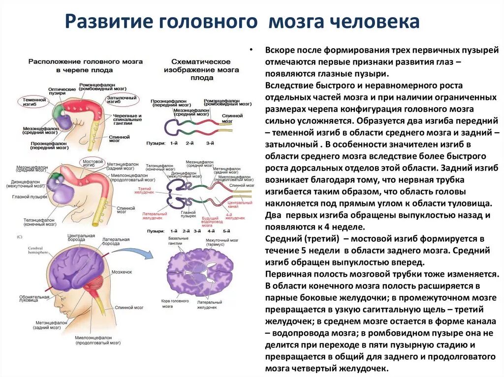 Стадии развития головного мозга человека анатомия. Эмбриогенез головного мозга схема. Основные этапы развития головного мозга. Этапы развития головного мозга в онтогенезе.