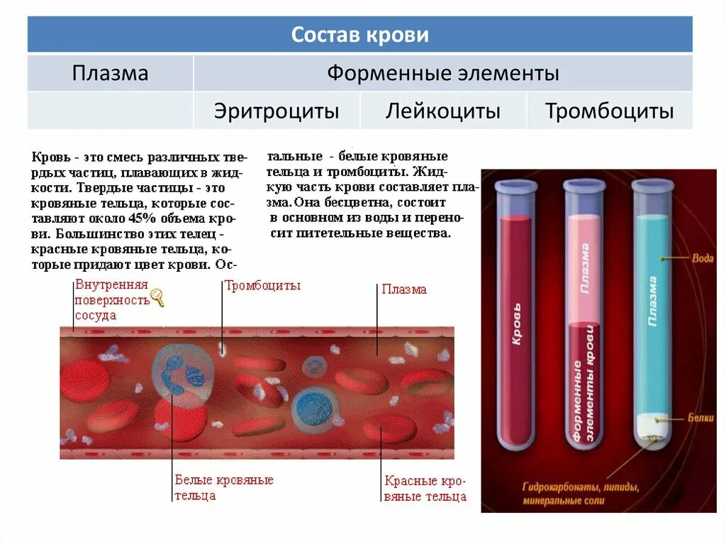 Форма плазмы крови