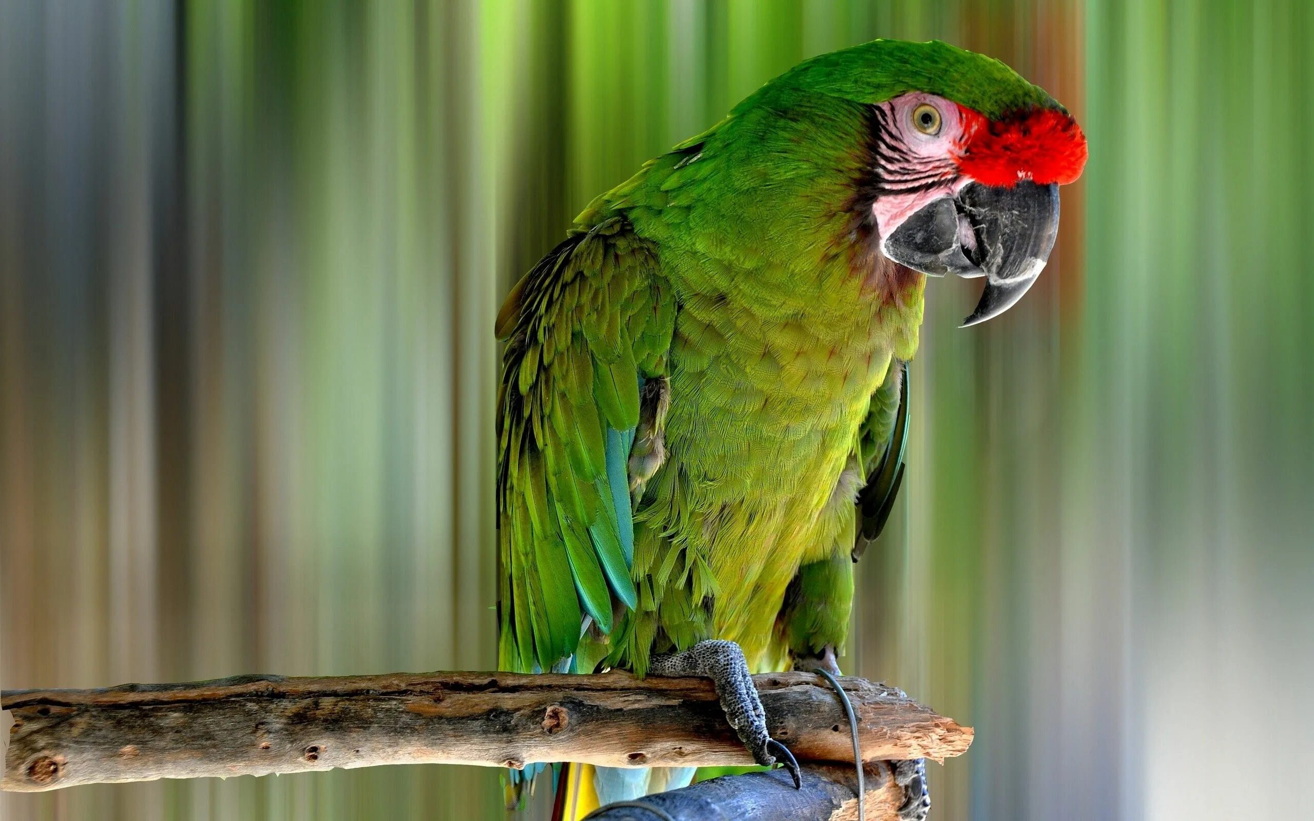 I ve parrot. Маверик попугай порода. Зелёный попугай порода ара. Зеленый длиннохвостый попугай. Лорикет аратинга.