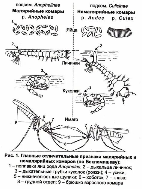 Какое развитие у малярийного комара. Стадии развития малярийного комара. Дыхательная система малярийного комара. Личинки малярийного и немалярийного комара. Посадка Имаго у малярийного комара.