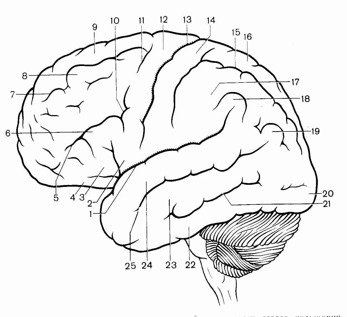 Большой мозг рисунок. Верхнелатеральная поверхность конечного мозга. Анатомия коры головного мозга доли борозды извилины. Борозды ВЕРХНЕЛАТЕРАЛЬНОЙ поверхности конечного мозга. Головной мозг верхнелатеральная поверхность борозды и извилины.