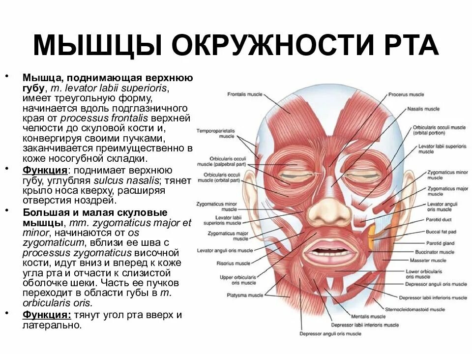 Губы мышцы рта. Пыщца полнимадшая вернхнюю губу. Мышца поднимающая верхнюю губу. Четырехугольная мышца верхней губы.