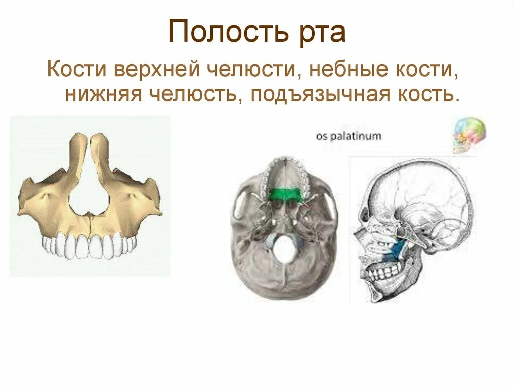 Костная основа полости рта. Ротовая полость анатомия черепа. Кости образующие полость рта. Костный остов полости рта. Ротовую полость образуют кости.