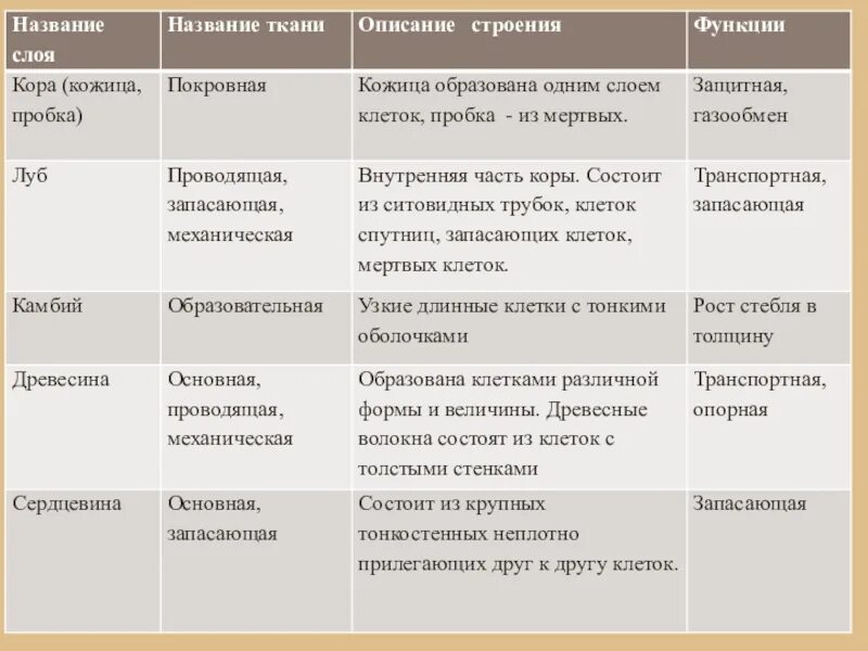 Внутреннее строение стебля функции. Строение и функции тканей стебля таблица. Таблица по биологии 6 класс строение стебля. Внутреннее строение стебля таблица 6 класс биология. Внутреннее строение стебля таблица 7 класс биология.