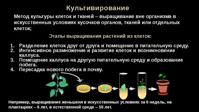 Установите последовательность этапов выращивания растения. Методы и условия культивирования клеток и тканей растений. Метод культуры клеток и тканей растений. Метод культивирования изолированных клеток. Метод культуры клетоки. Каней.