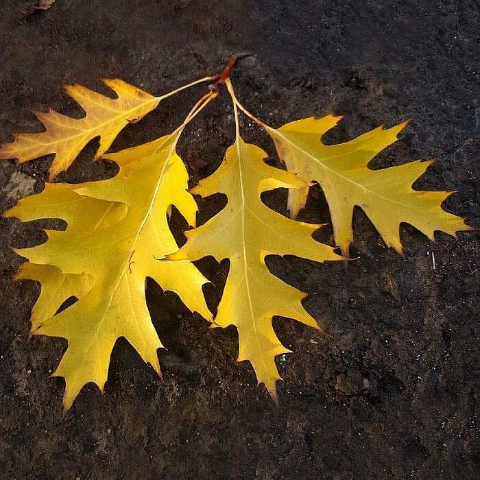 рисование дубового листа. лист дуба раскраска для детей. лист дуба карандашом. лист дуба. лист дуба простой.