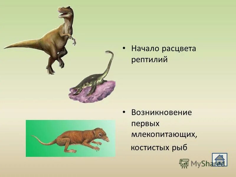 возникновение рептилий характеризовалось появлением