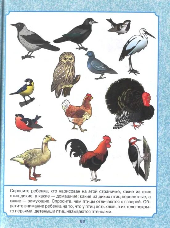 дикие и домашние птицы. четвертый лишний домашние птицы. домашние птицы для дошкольников. дикие и домашние птицы. дикие и домашние птицы для дошкольников.