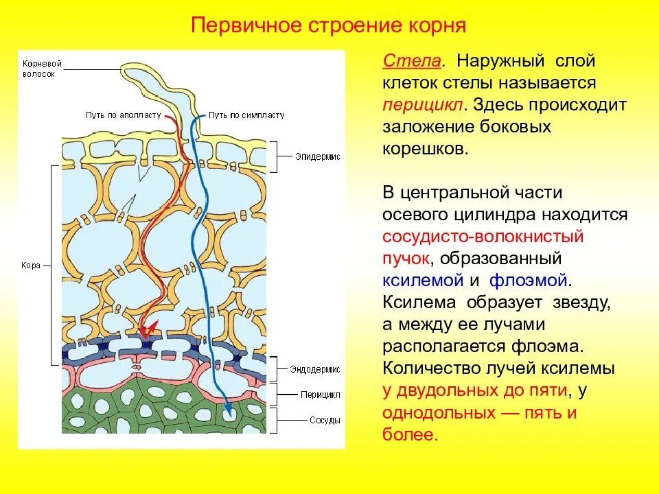 Что находится между слоями клеток