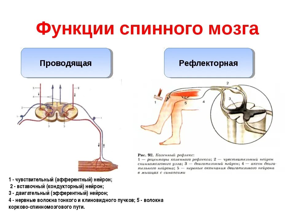 Вещество спинного мозга выполняющие проводниковую функцию. Рефлекторная и Проводящая функции спинного мозга. В чем состоит рефлекторная и Проводящая функции спинного мозга. Функция спинного мозга человека рефлекторная проводниковая. Рефлекторная функция спинного мозга заключается в.