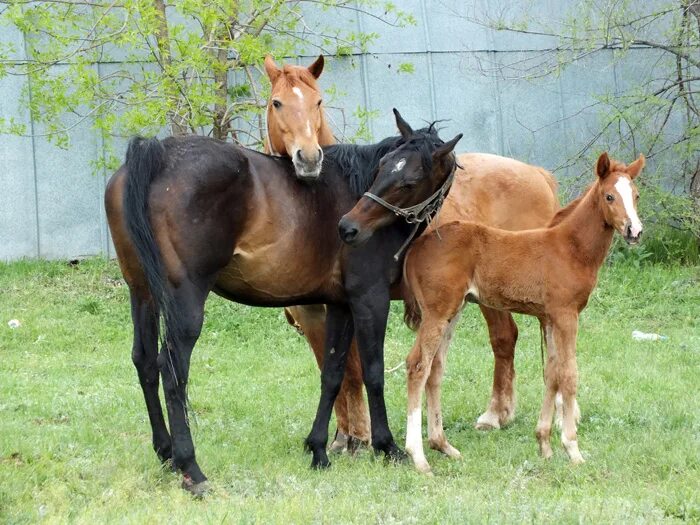 Horse family