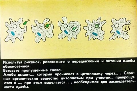 Какие процессы сопровождающие питание амебы изображены