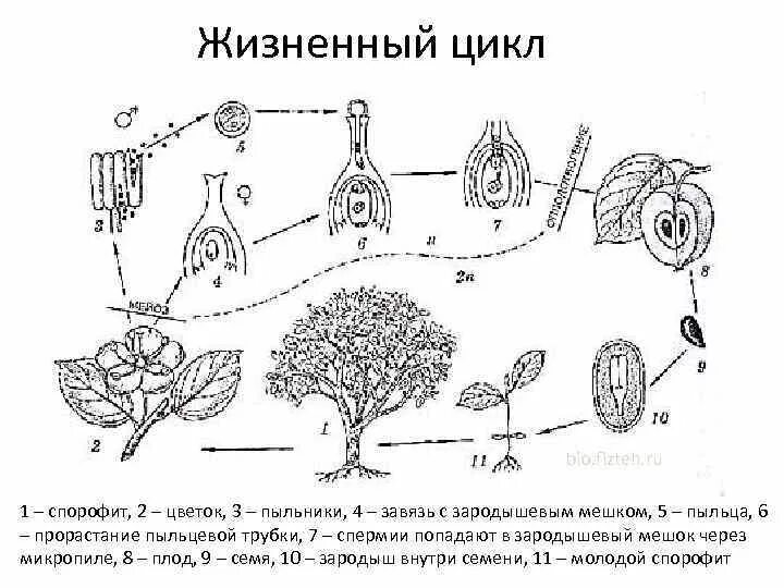 Жизненные циклы егэ биология задания