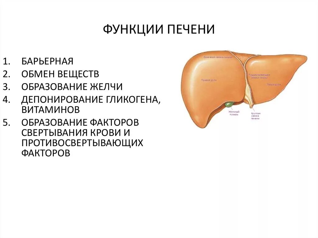 Печень анатомические образования. Функции печени в пищеварении. Функции печени: 1. 2. 3. 4.. Функции печени физиология. Функция печени человека биология 8.