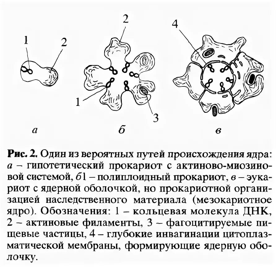 Гипотезы происхождения ядра. Инвагинационная теория происхождения эукариотических клеток. Происхождение ядра. Мезокариотное ядро.