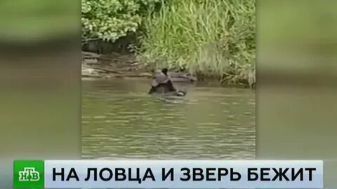 На ловца и зверь бежит