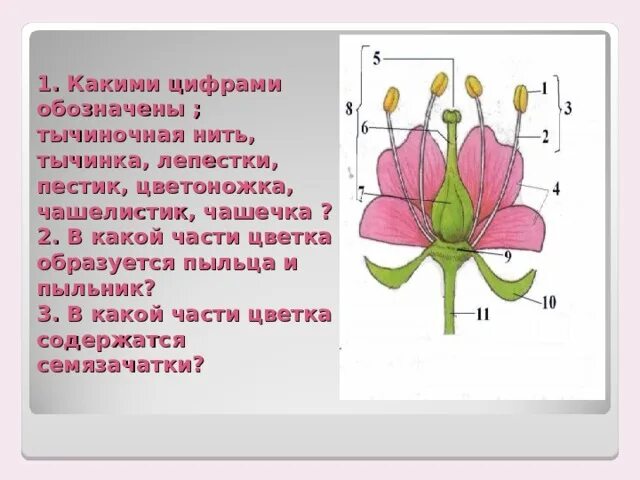 Часть цветка 6 класс впр. Чашелистики пестик тычинки венчик. Строение цветка тычиночная нить. Пыльник тычиночная нить рыльце. Строение чашелистика.