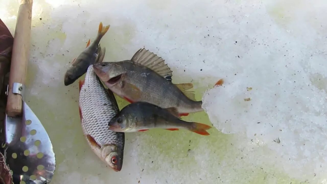 Рыбалка на белоярском водохранилище в контакте. Белоярское водохранилище Свердловская область рыбалка. База Золотая рыбка Белоярское водохранилище. Зимняя рыбалка на Белоярском водохранилище 2020. Рыбалка на Белоярке зимой.