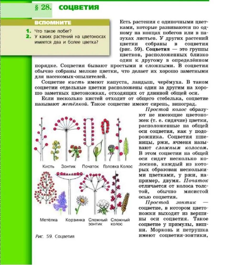 Какое соцветие у ели. Рис соцветие. ось соцветия мясистая. какие растения имеют соцветие метелка. соцветие простой колос характеризуется укороченной главной осью.