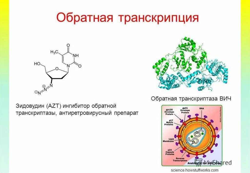 Вирусный транскрипция. Обратная транскрипция у вирусов механизм. Обратная транскрипция вируса ВИЧ. Обратная транскриптаза ВИЧ. Обратная транскриптаза вируса.