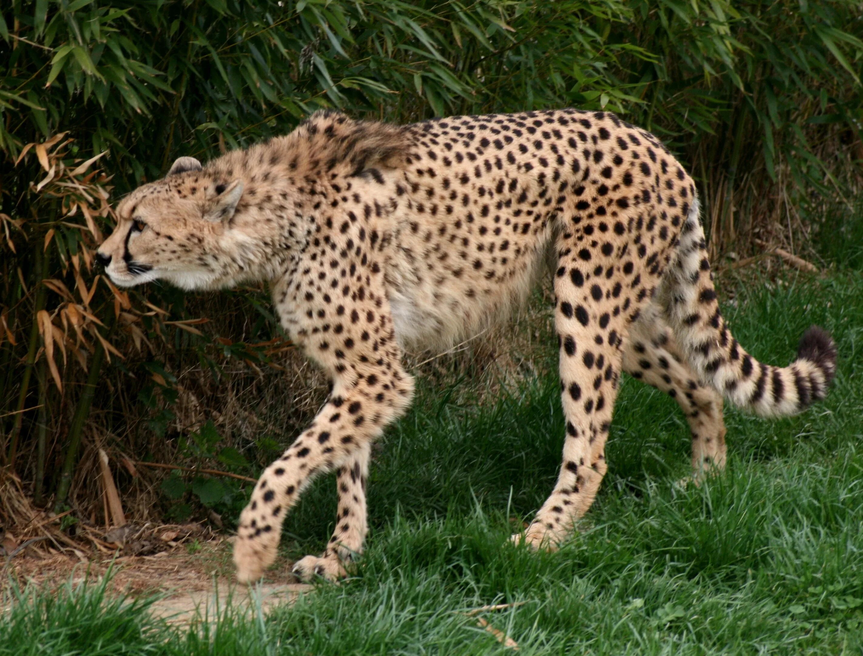 Найти интернет гепард. Ациноникс юбатус. acinonyx jubatus jubatus. среднеазиатский гепард. гривистый гепард.