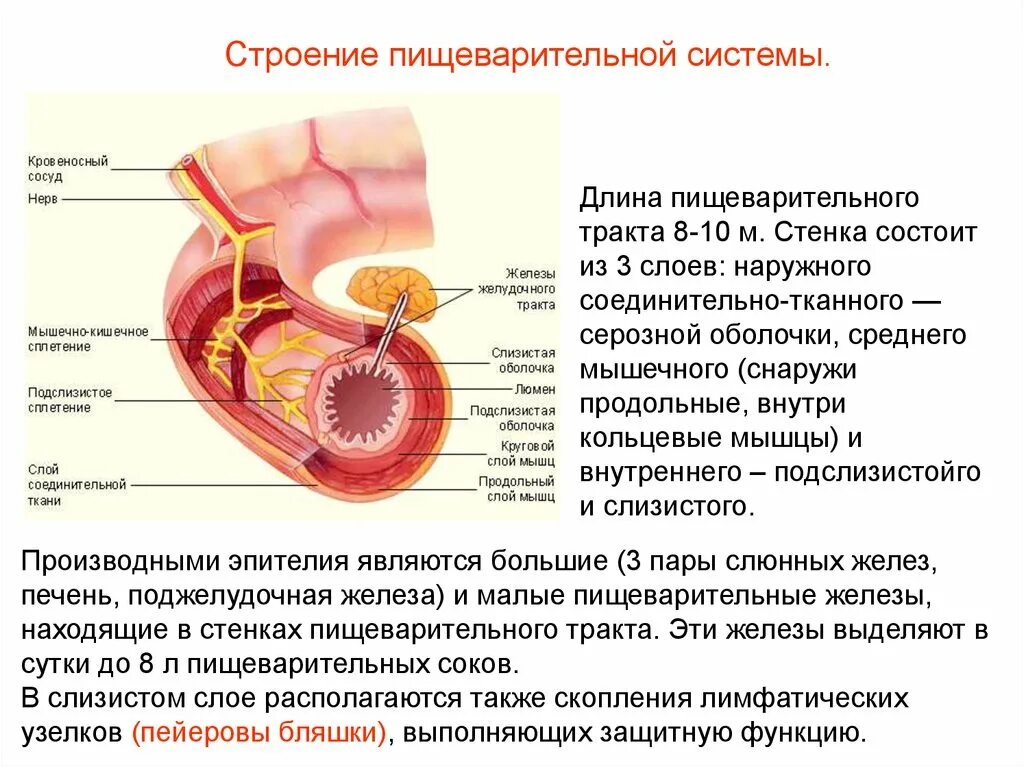 Строение стенки желудочно-кишечного тракта. Слои стенки пищеварительного тракта. Органы и пищеварительные железы пищеварительного тракта. Строение и функции системы пищеварения. Самой длинной частью пищеварительного тракта