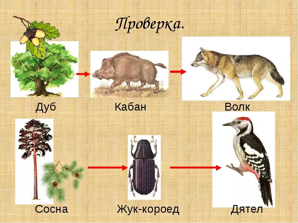 Пищевые Цепочки , окруж мир 3 класс. Сосна Жук короед цепь питания. Пищевая цепь сосна Жук короед дятел. Цепь цепь питания сосна дятел Жук короед. Составить цепи питания 3 класс окружающий