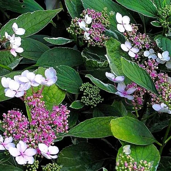 Plant ID: N- Varigated Big Leaf Hydrangea Big leaf hydrangea, Hydrangea, Plants