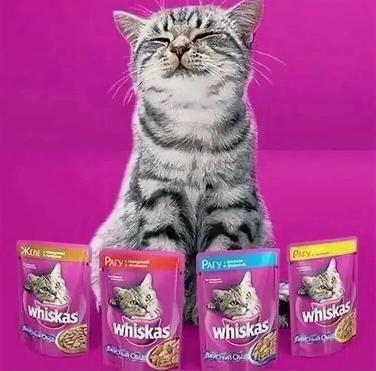 реклама про котиков. реклама с котиками. реклама прикол. реклама про котиков. интересные рекламные объявления.