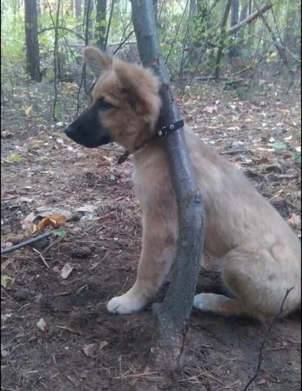 Животные очень привязанные к людям. Собаку привязали около магазина. Собаку привязали к рельсам. Собаки которые привязаны к ребёнку. Собака на привязи ждёт у магазина.