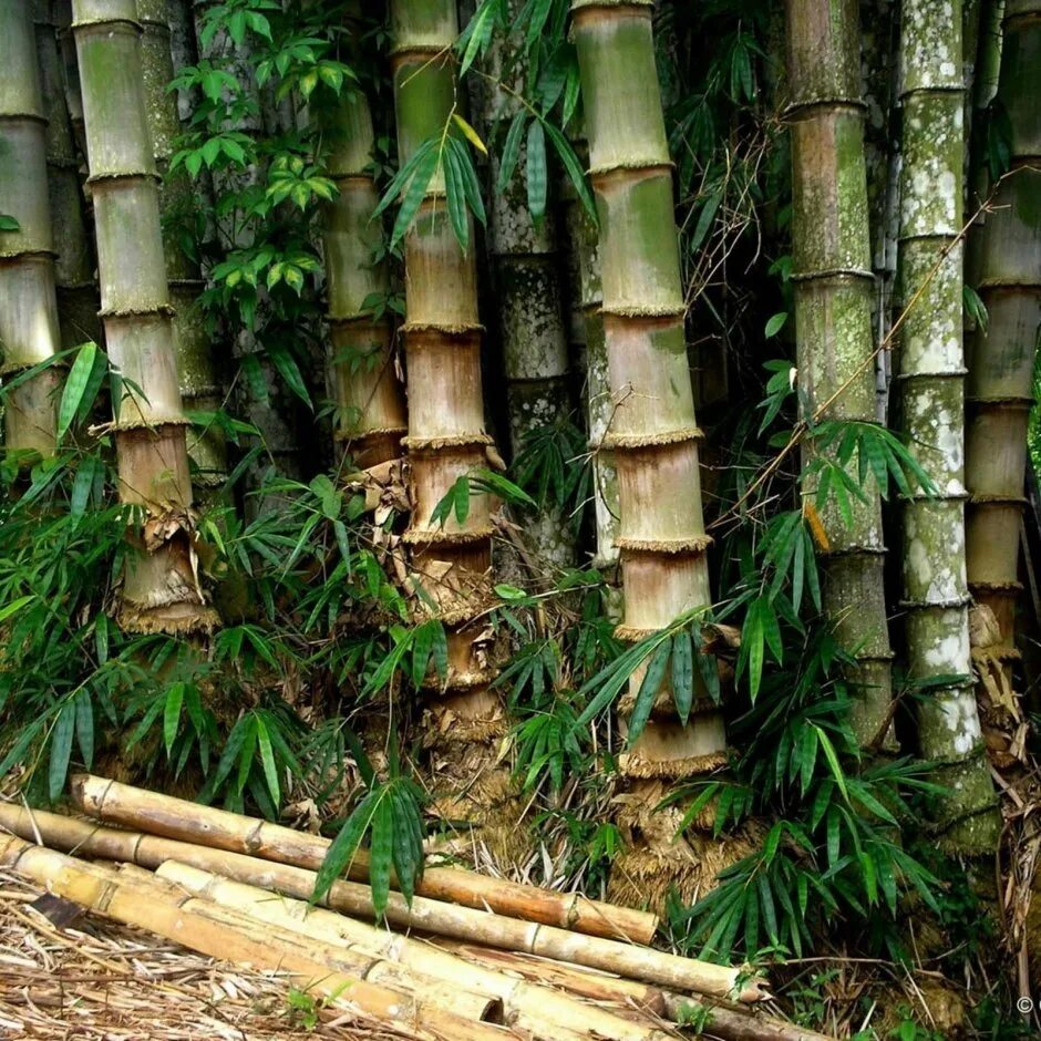 За сколько часов вырастает бамбук. Dendrocalamus strictus (male Bamboo Solid, бамбук). Dendrocalamus strictus, Solid Bamboo семена. Dendrocalamus sericeus (Bamboo, бамбук. Гигантский бамбук.