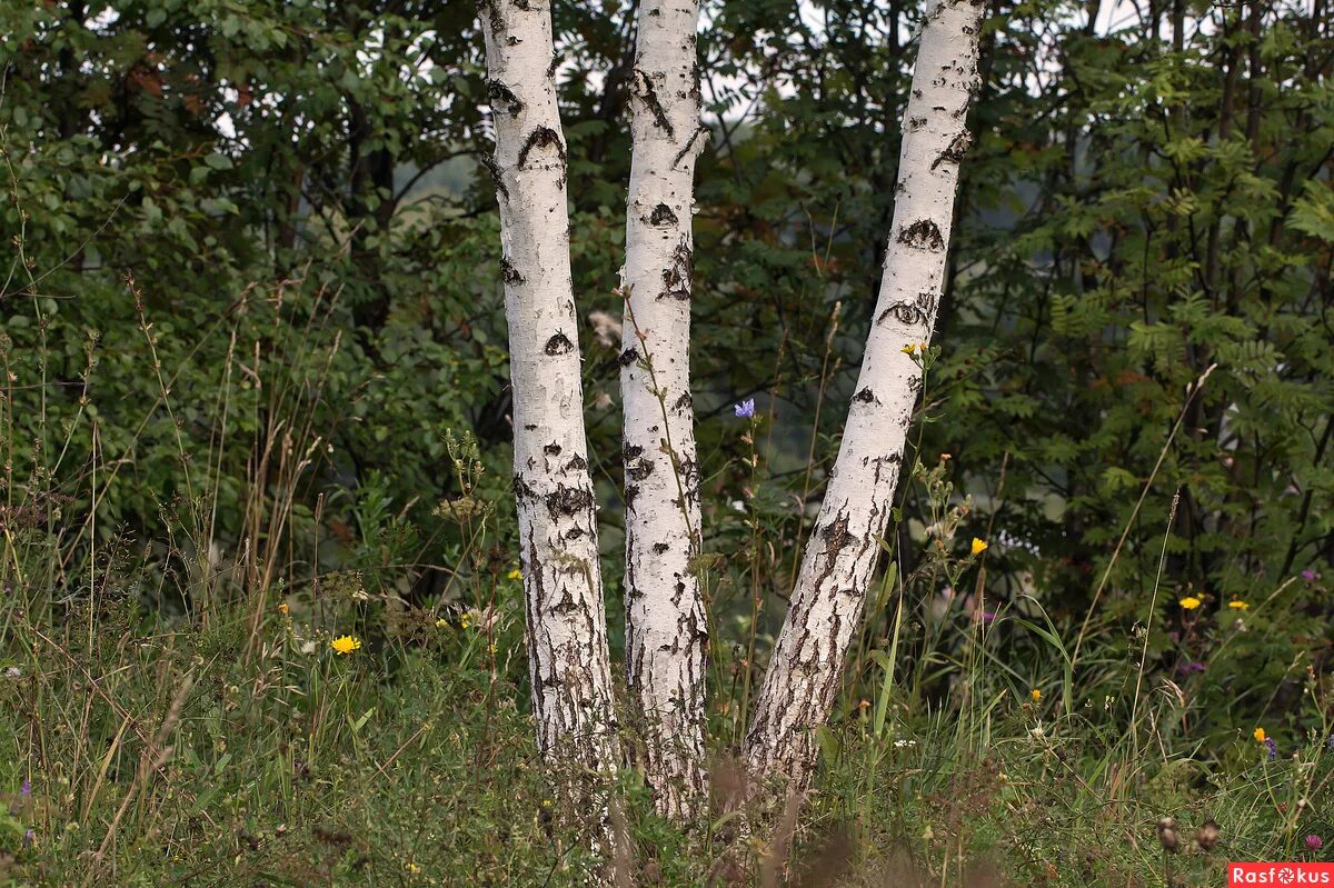 Березки 3. Береза в волгограде. Березки 3. Три березы. Берёза весной маленькая.