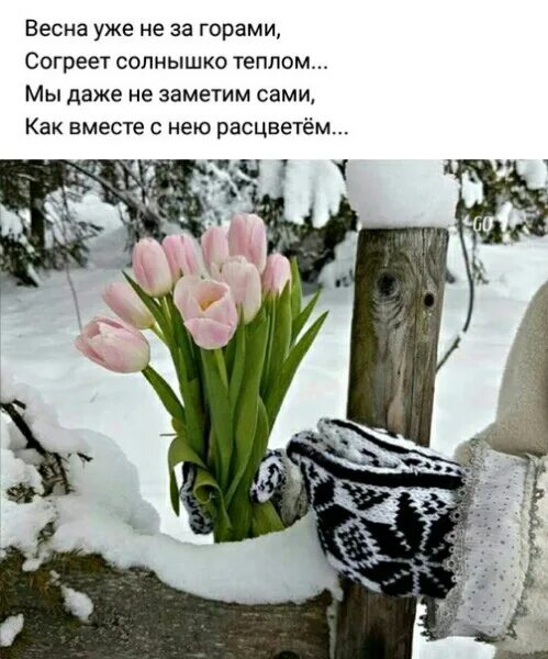 Пришел март наступает весенняя пора но холодная. Цветы зимой. Цветы в снегу. Тюльпаны зимой. Тюльпаны в снегу.