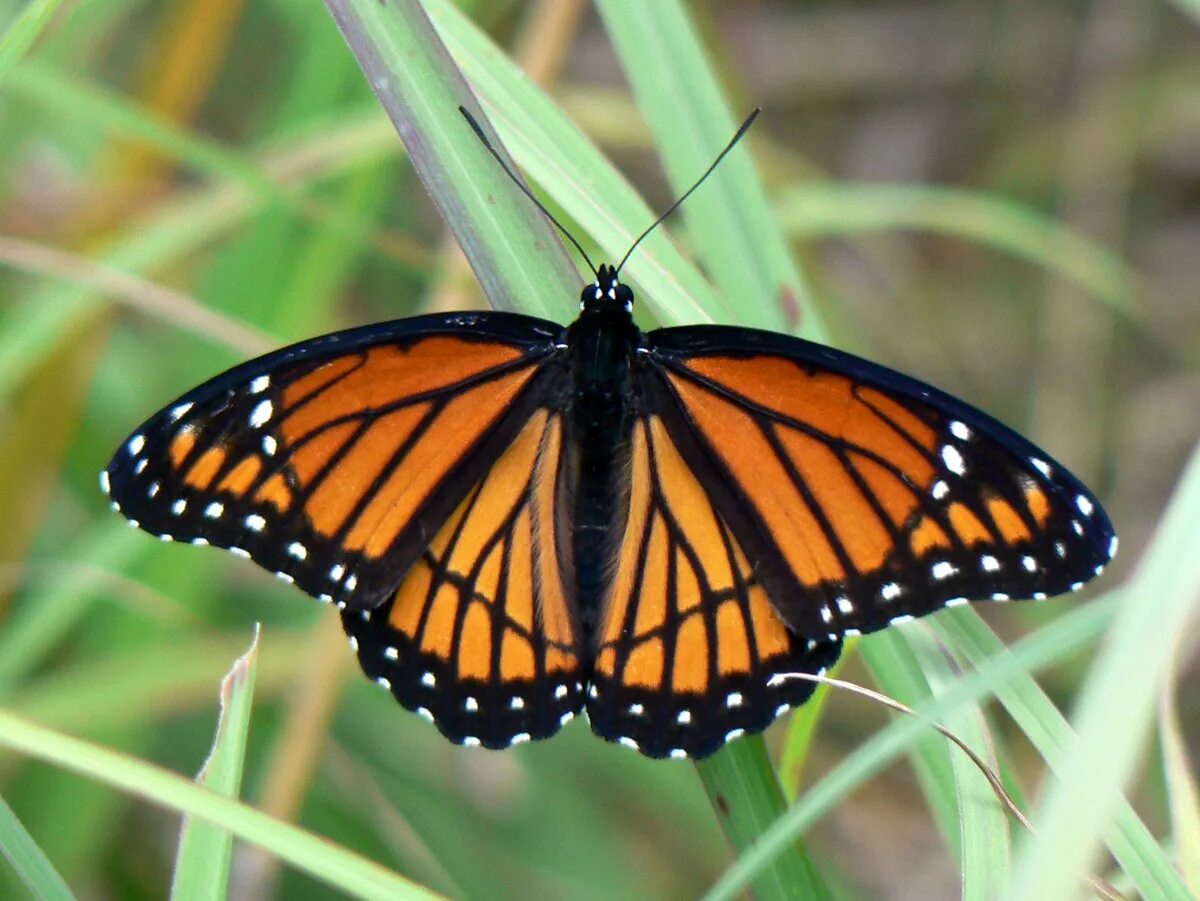Как называется где бабочки. Бабочка Шоколадница. Бабочка Limenitis archippus. Бабочка Шоколадница коричневая. Бабочка бабочка Шоколадница.