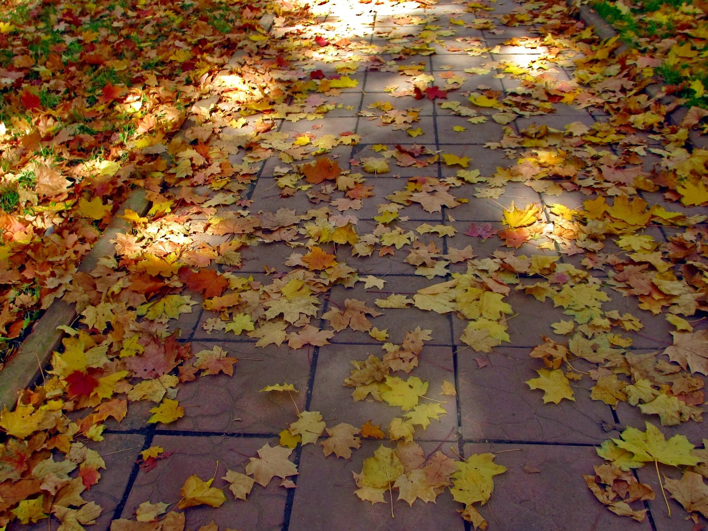 Листь желтые над городо. Листья над городом кружатся. Листья жёлтые над городом кружатся. Осень кружатся листья. Листья желтые кружатся оригинал