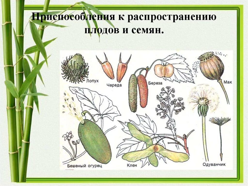 Распространение плодов и семян. Способы распространения семян. Способы распространения семян растений. Способы распространения плодов и семян. Семена ели приспособленность