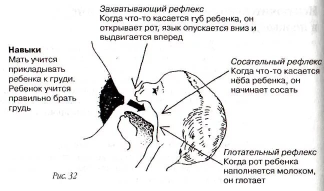 Рефлекс сосания. Как правильно прикладывать ребенка к груди. Схема прикладывания к груди. Кормление грудью схема. Сосание груди ребенком схема.