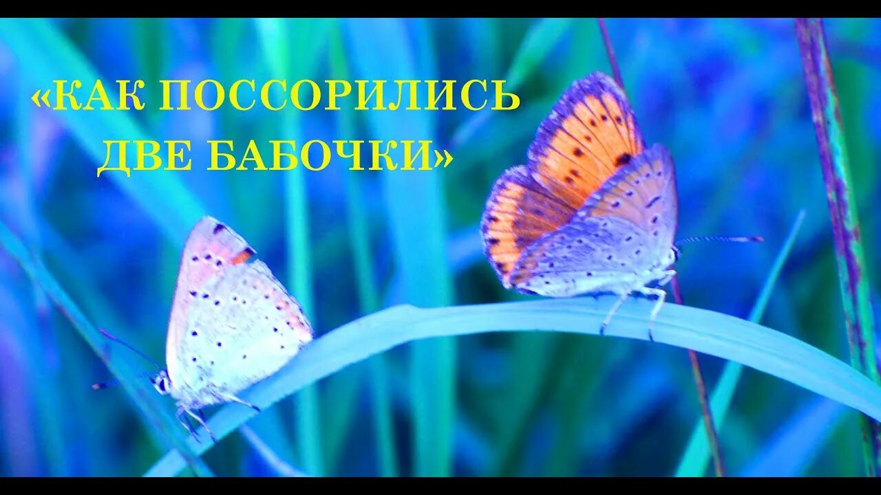 Песня бабочки. Песенка про бабочку. Песни про бабочек. Песни про бабочек для детей. Какая бабочка песня