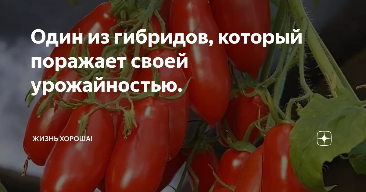 Сорт томатов ниагара отзывы фото. Ниагара томат томат. томат ниагара описание. томат ниагара характеристика и описание сорта. томат ниагара описание сорта фото.