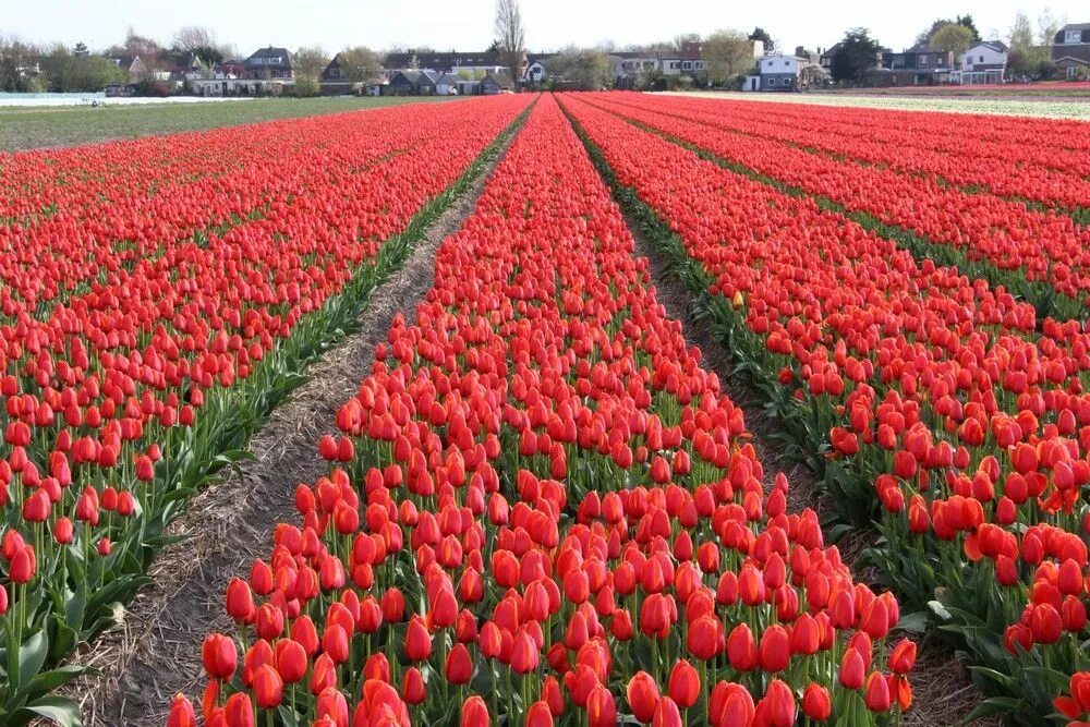 Теплица тюльпан. Поля гиацинтов в голландии. Амстердам тюльпановые поля. Тюльпаны кекенхоф 2020. Голландские бордюрные тюльпаны.