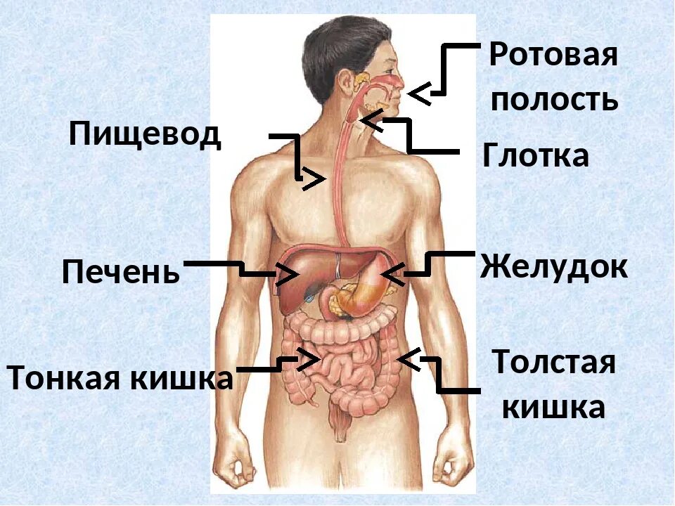 Где находится печень у человека фото. Желудок анатомия человека расположение. Где находится желудок у человека. Где находится печень у человека. Расположение печени.